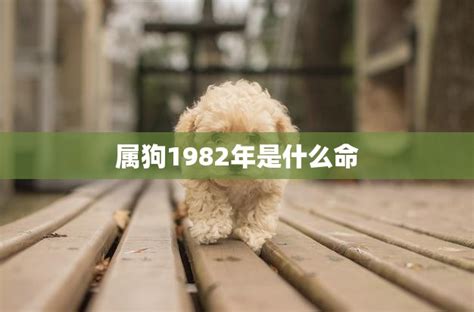 1982 屬狗|1982年属狗是什么命 1982年属狗命运怎么样